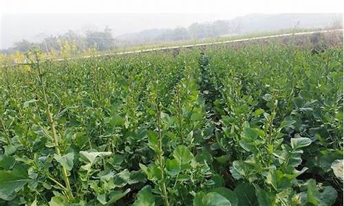 油菜籽期货直播(油菜籽国内期货)_https://www.dcjwmf.com_郑商所_第1张
