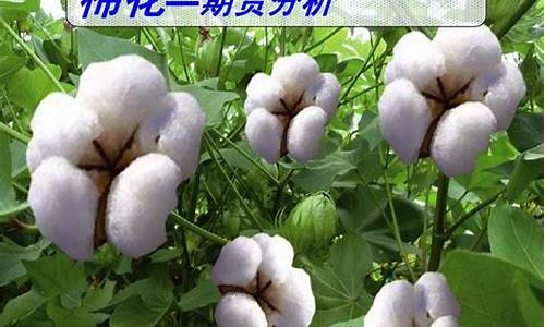 期货棉花在线直播室(期货行情棉花)_https://www.dcjwmf.com_广期所_第1张
