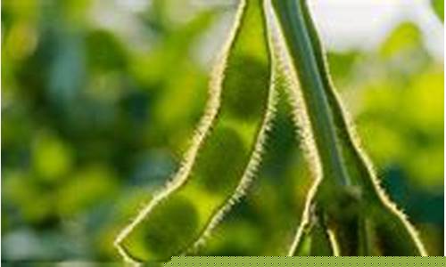 大豆期货在线直播(大豆期货平台)_https://www.dcjwmf.com_上期所_第1张