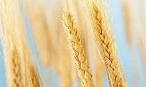 为什么没人做小麦期货交易_https://www.dcjwmf.com_大商所_第1张