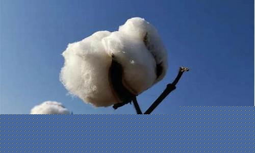 棉花期货交易基础知识点(棉花期货基本面分析和技术分析)_https://www.dcjwmf.com_郑商所_第1张