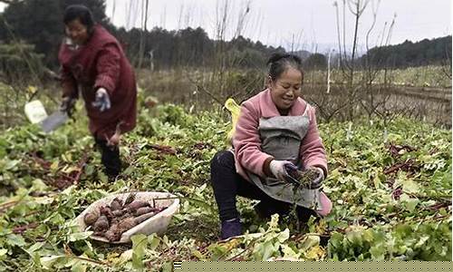 中药材期货交易重庆(药材期货品种有哪些)_https://www.dcjwmf.com_上期能源_第1张