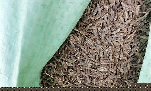进口孜然期货行情怎么样(进口孜然的行情与趋势)_https://www.dcjwmf.com_上期所_第1张