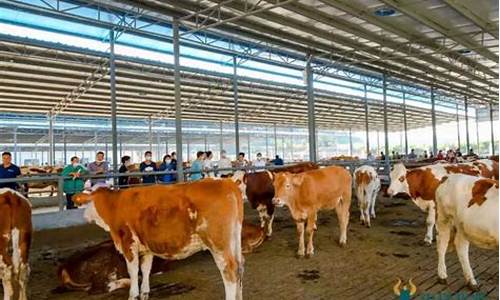 牛羊期货交易市场在哪里(牛羊交易平台市场)_https://www.dcjwmf.com_郑商所_第1张