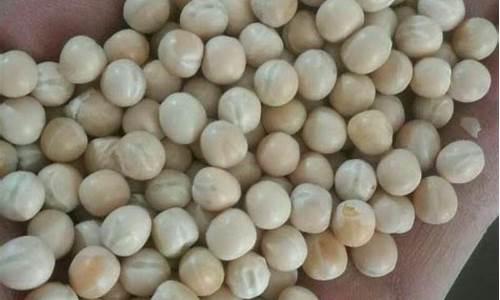 加拿大豌豆期货行情网最新(中国的加拿大豌豆经销商)_https://www.dcjwmf.com_上期所_第1张
