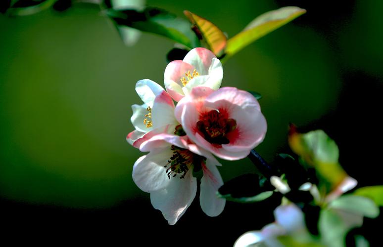国际燃油期货最新行情分析(国际燃油实时行情)_https://www.dcjwmf.com_上期所_第1张