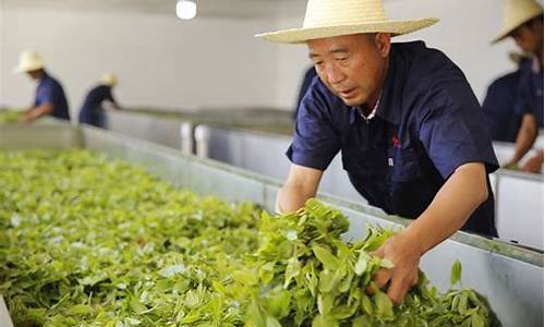 云南普洱茶期货行情走势(普洱茶期货是什么意思)_https://www.dcjwmf.com_上期所_第1张